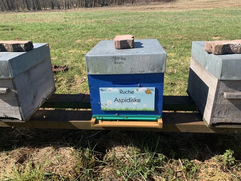 La ruche Aspidiske