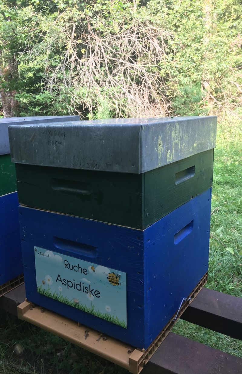 La ruche Aspidiske