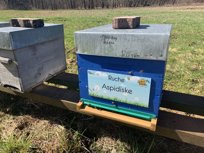 La ruche Aspidiske