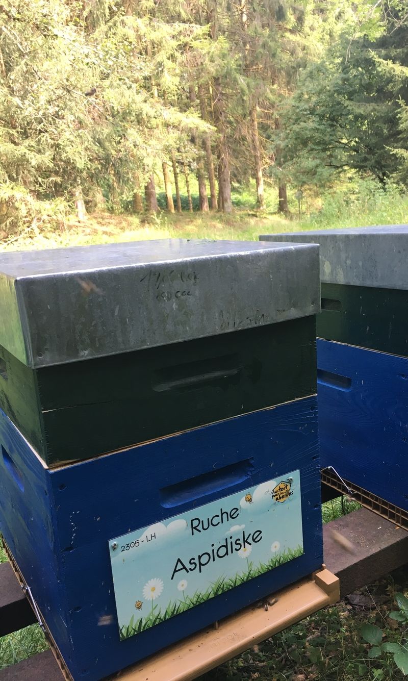 La ruche Aspidiske