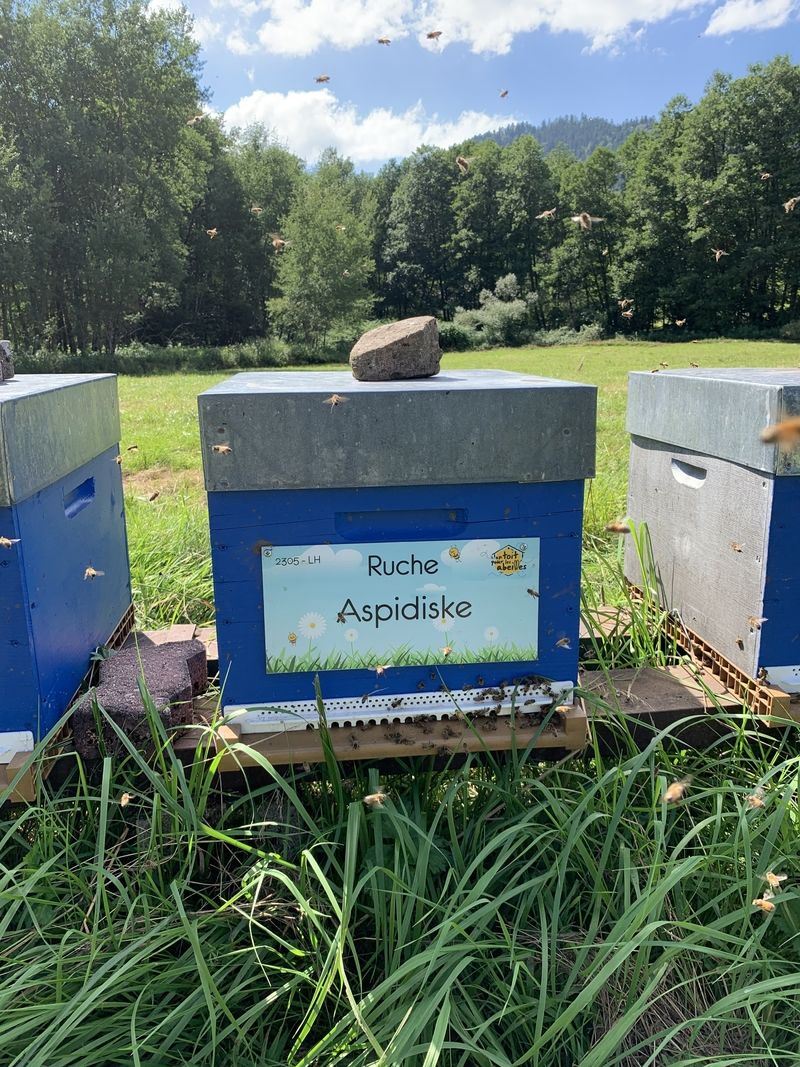 La ruche Aspidiske