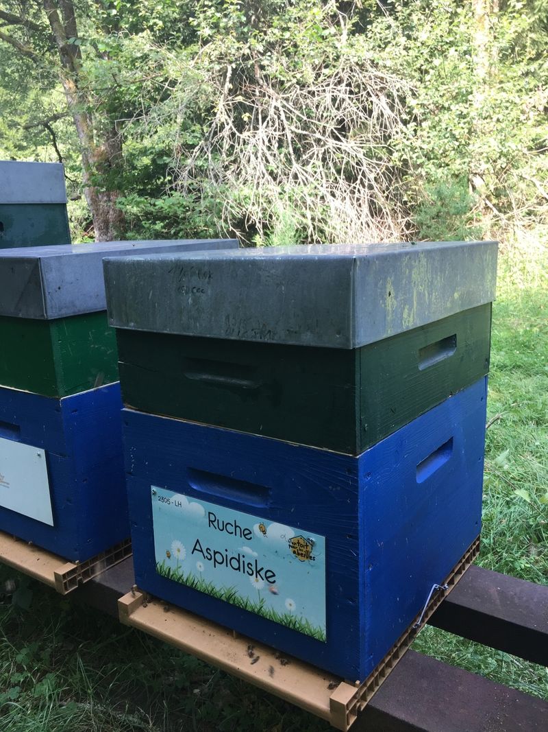 La ruche Aspidiske