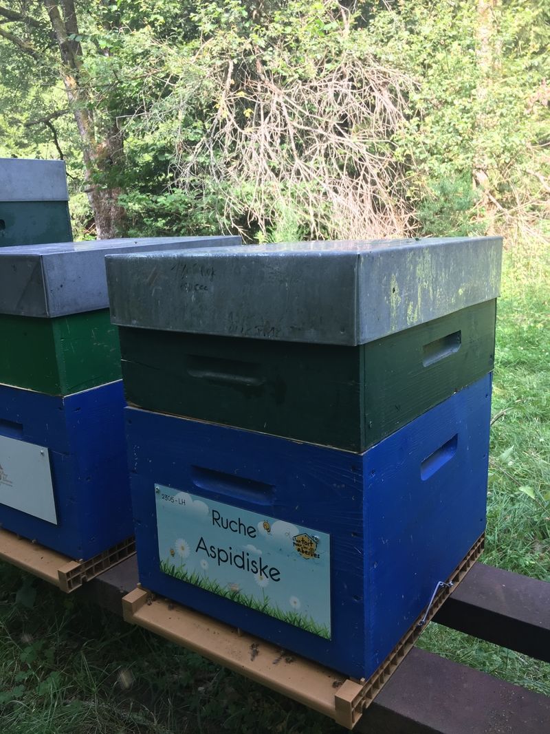 La ruche Aspidiske