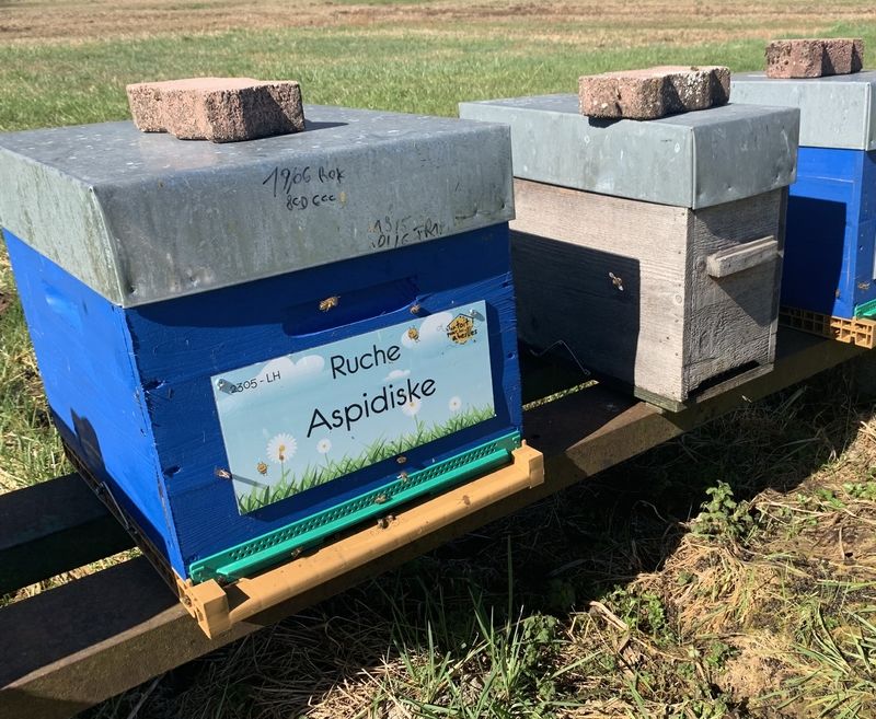 La ruche Aspidiske
