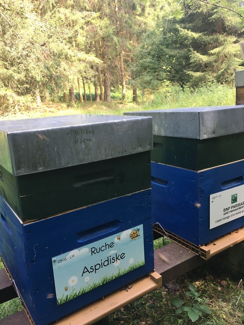 La ruche Aspidiske