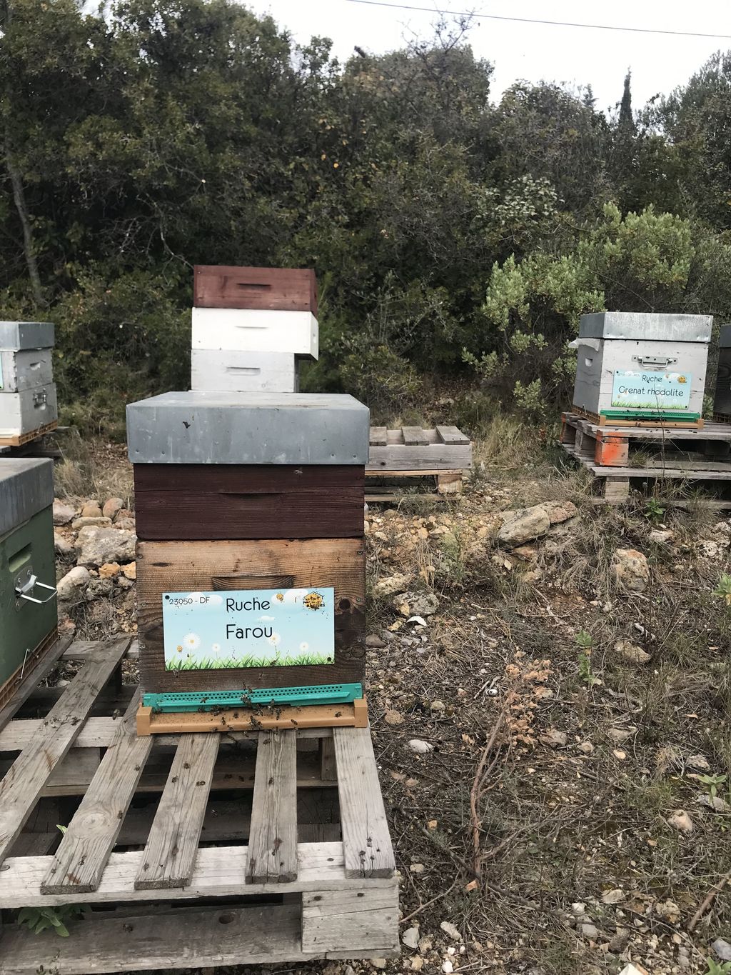 La ruche Farou