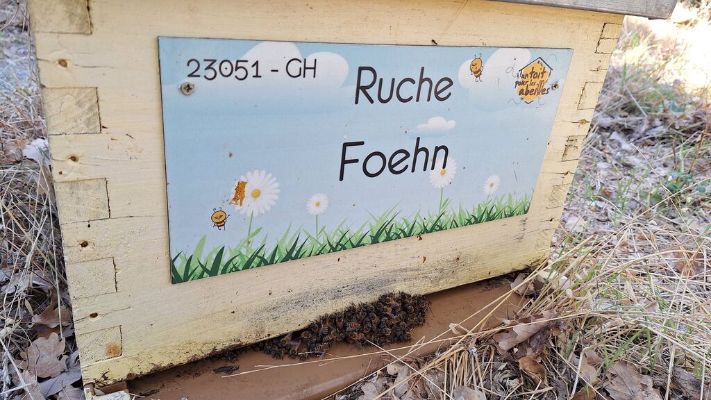 La ruche Foehn