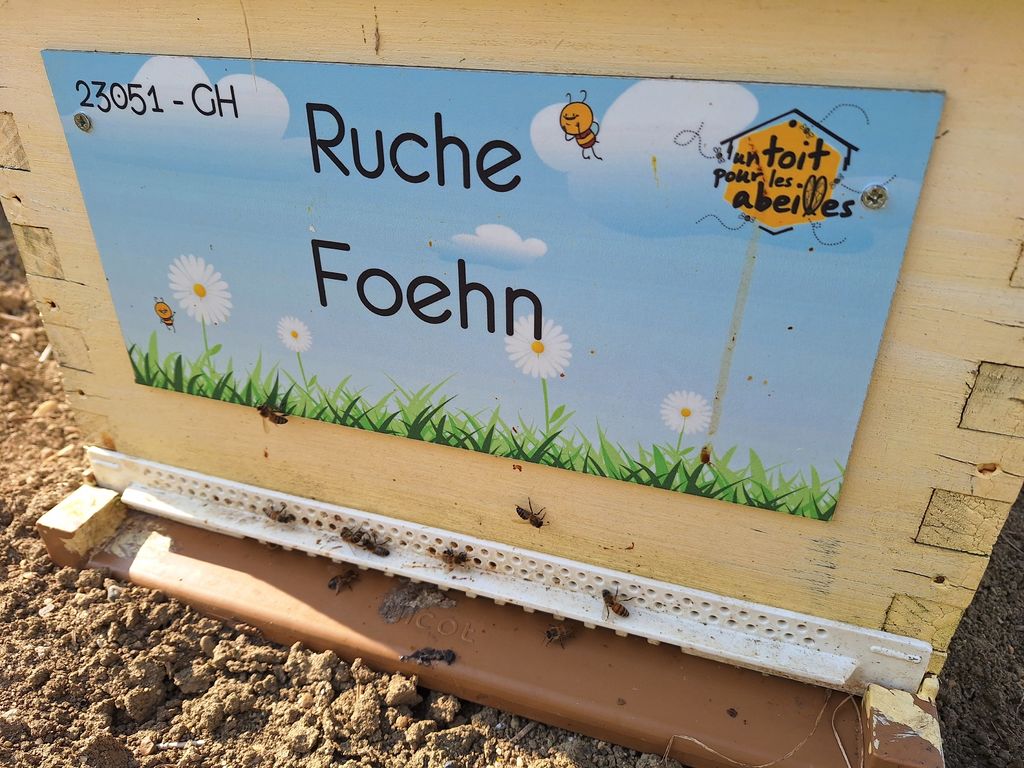 La ruche Foehn