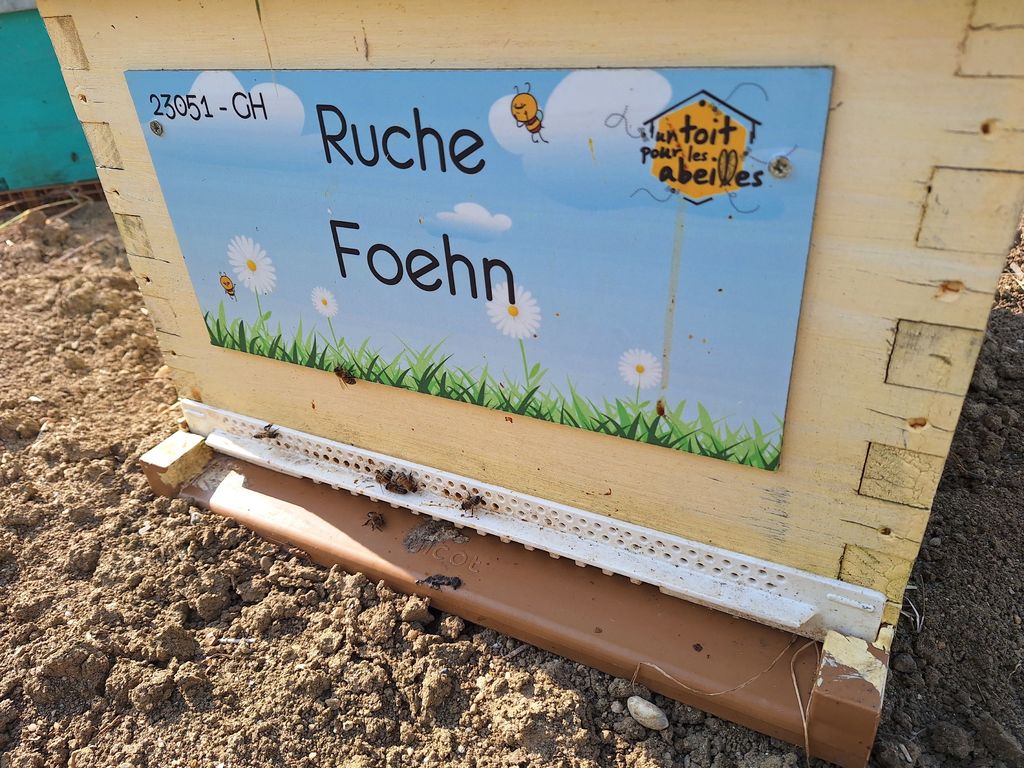 La ruche Foehn