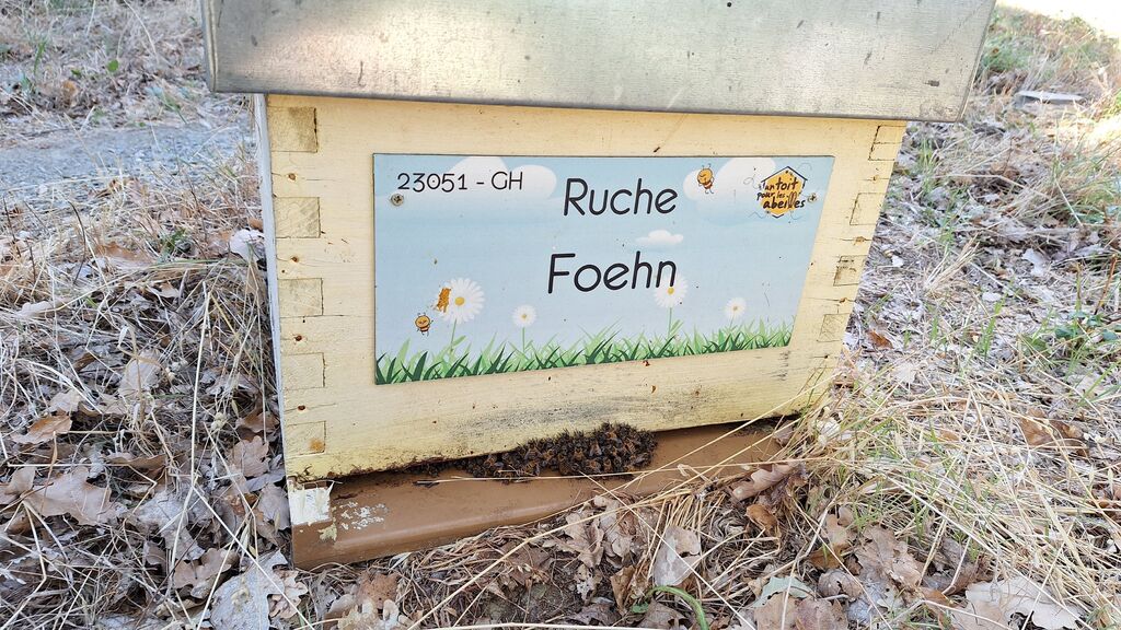 La ruche Foehn