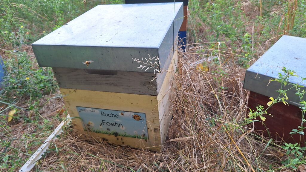 La ruche Foehn