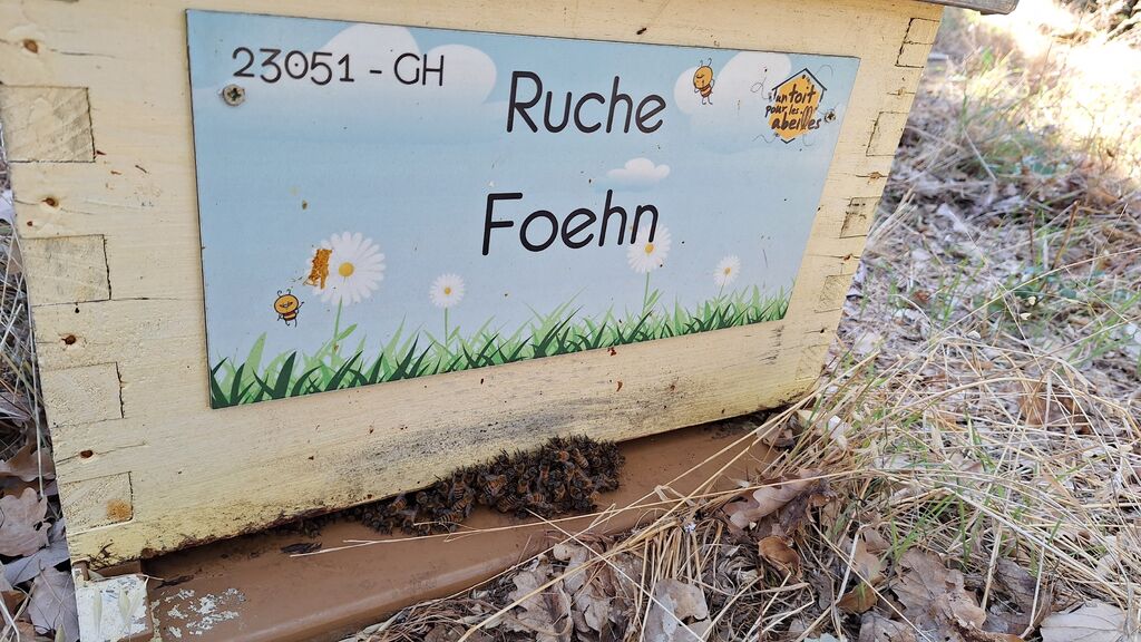 La ruche Foehn
