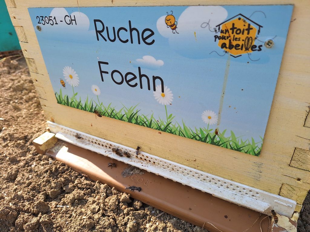 La ruche Foehn