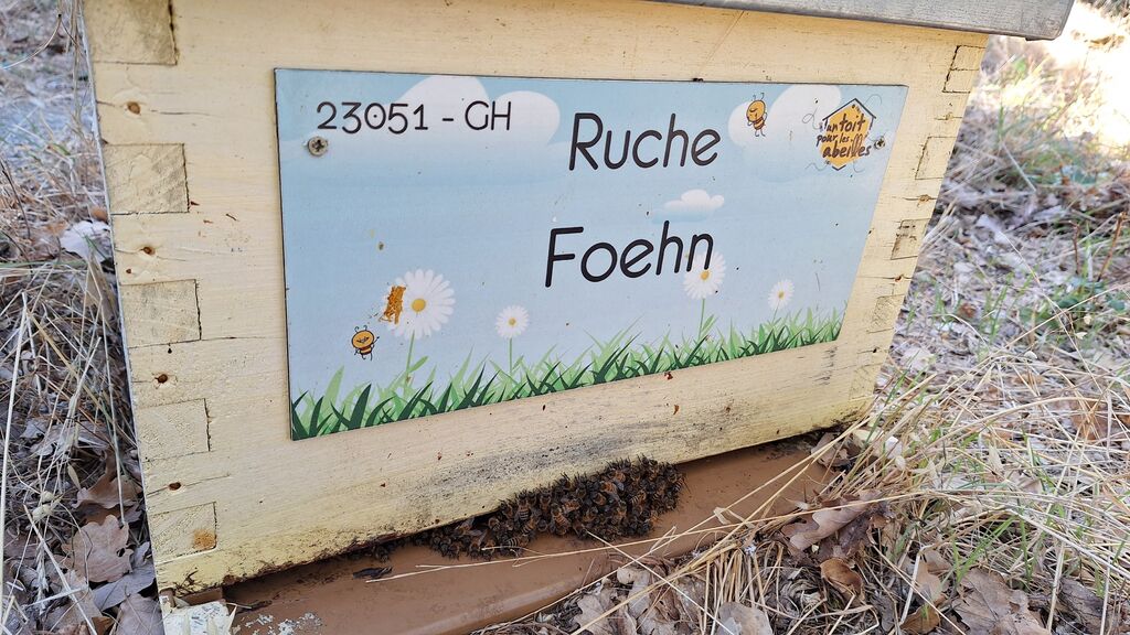La ruche Foehn