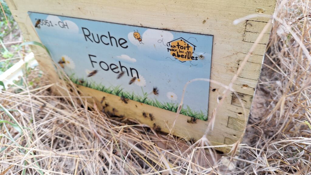 La ruche Foehn