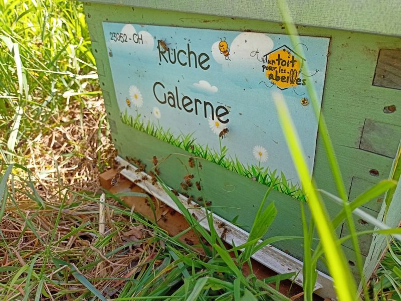 La ruche