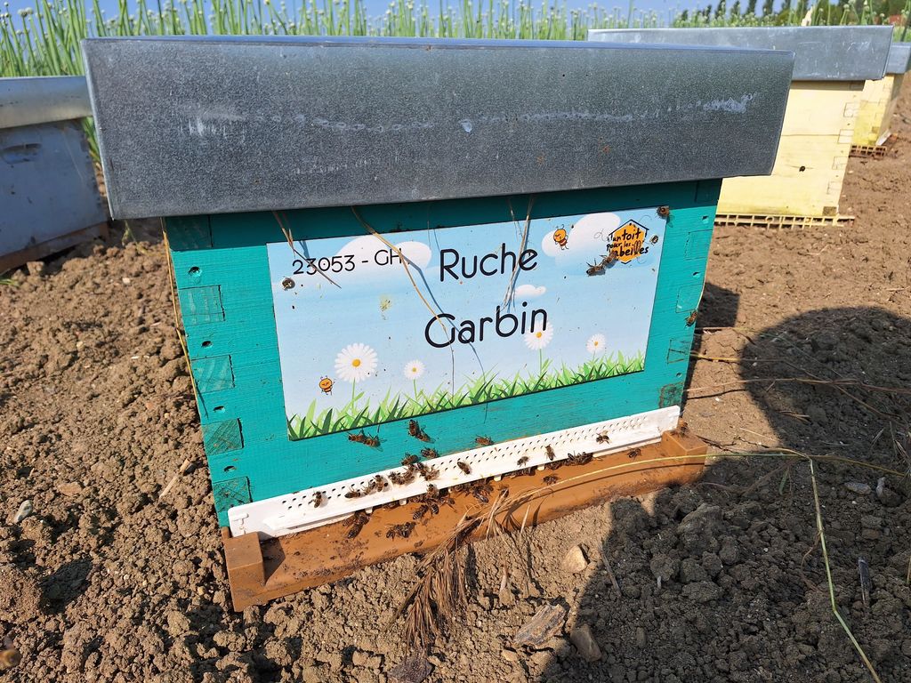 La ruche Garbin
