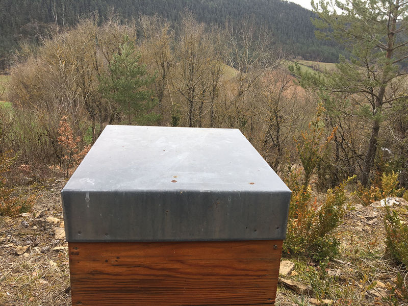 La ruche Hâle