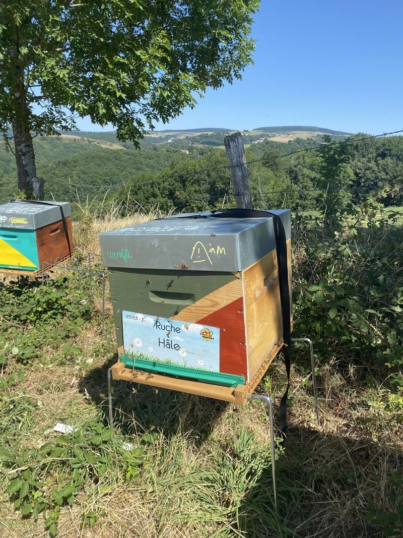 La ruche Hâle