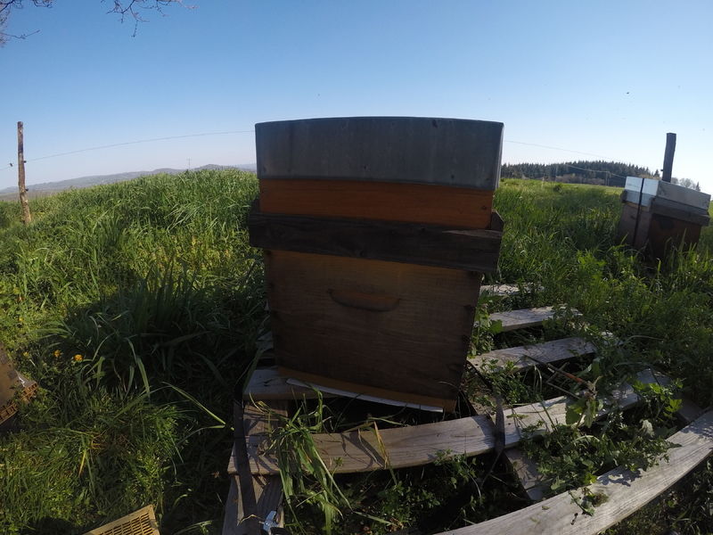 La ruche Hâle