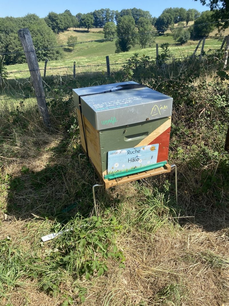 La ruche Hâle