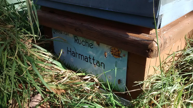 La ruche