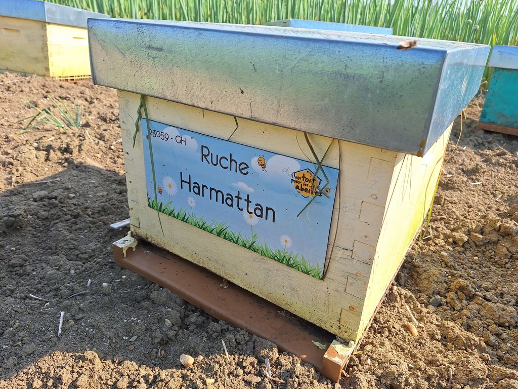La ruche Harmattan