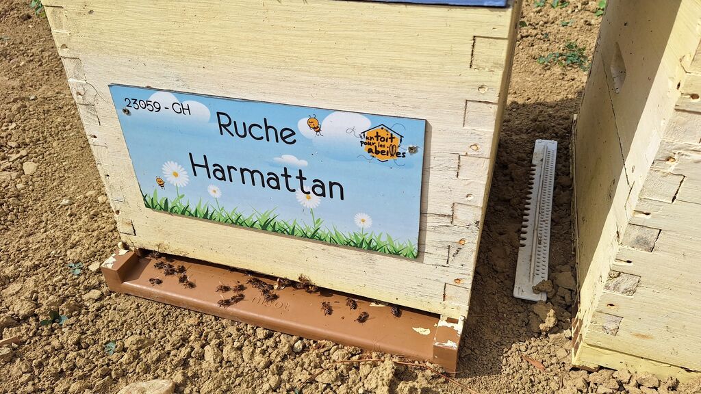 La ruche Harmattan