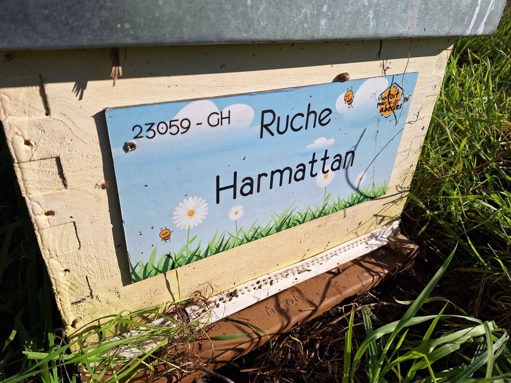 La ruche Harmattan