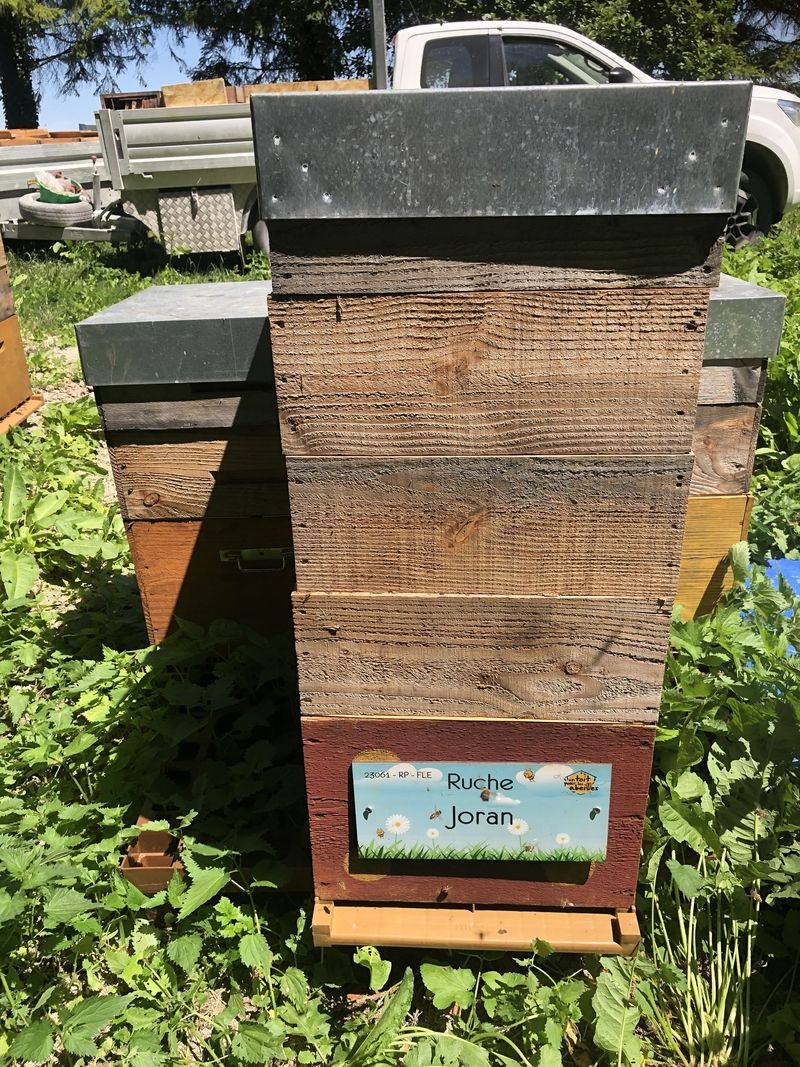 La ruche Joran