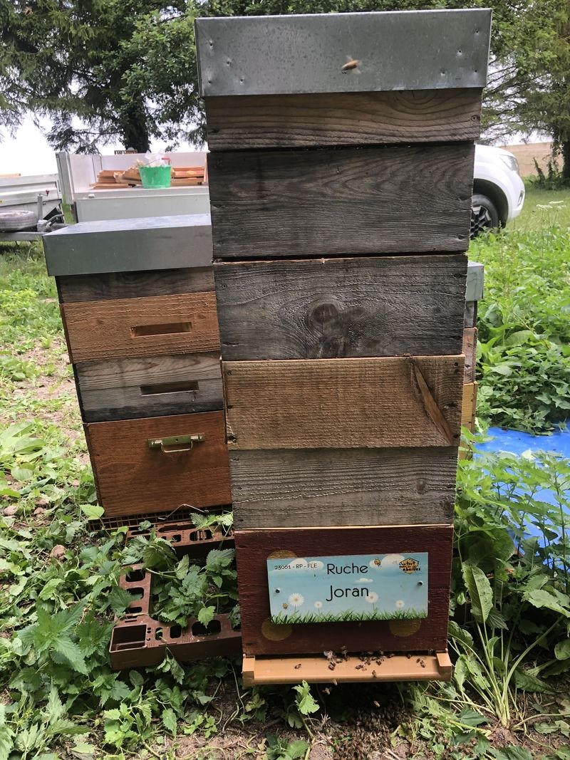 La ruche Joran