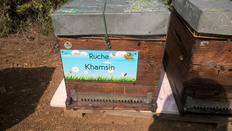La ruche Khamsin
