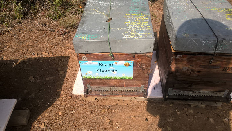 La ruche Khamsin