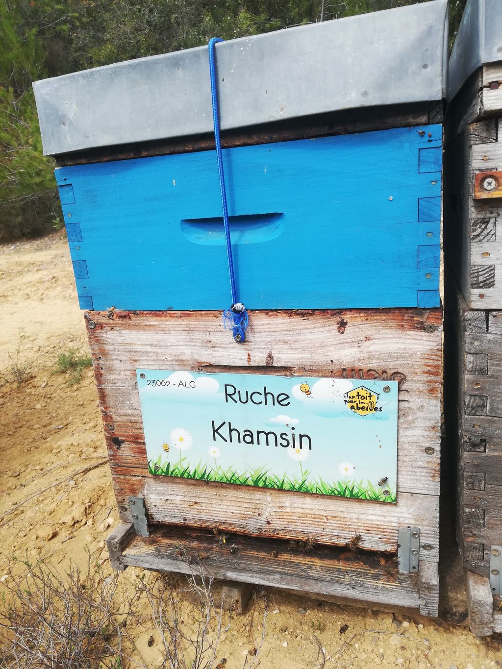 La ruche Khamsin