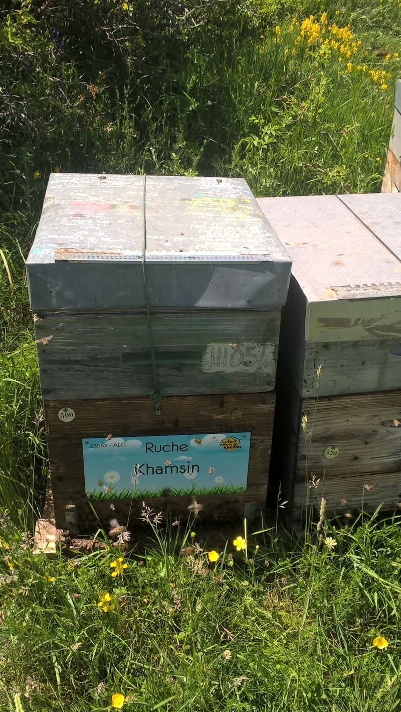 La ruche Khamsin