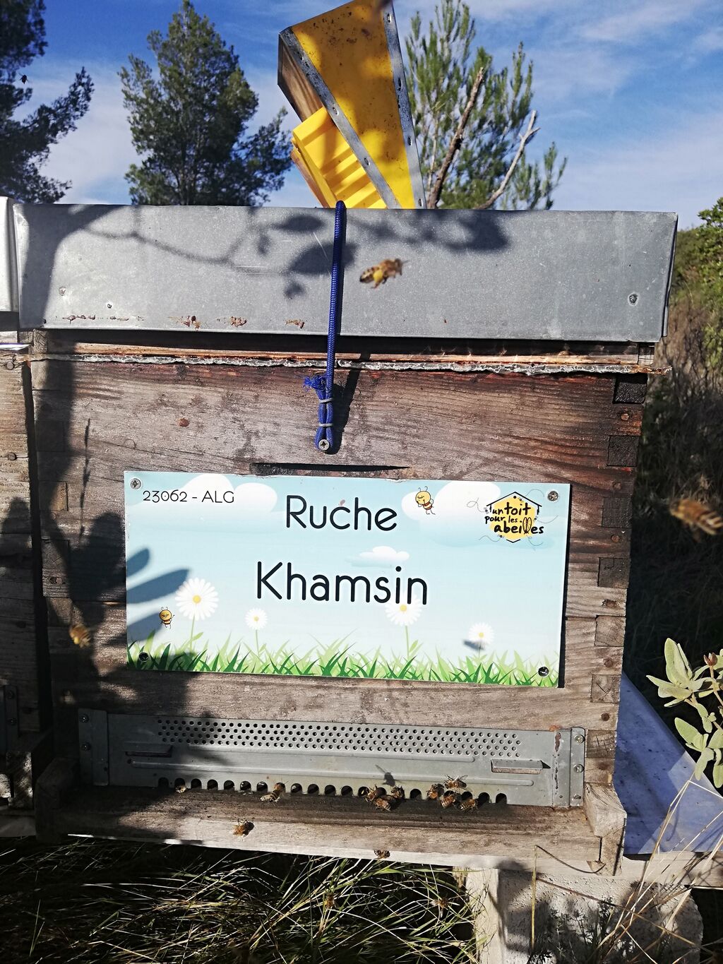 La ruche Khamsin