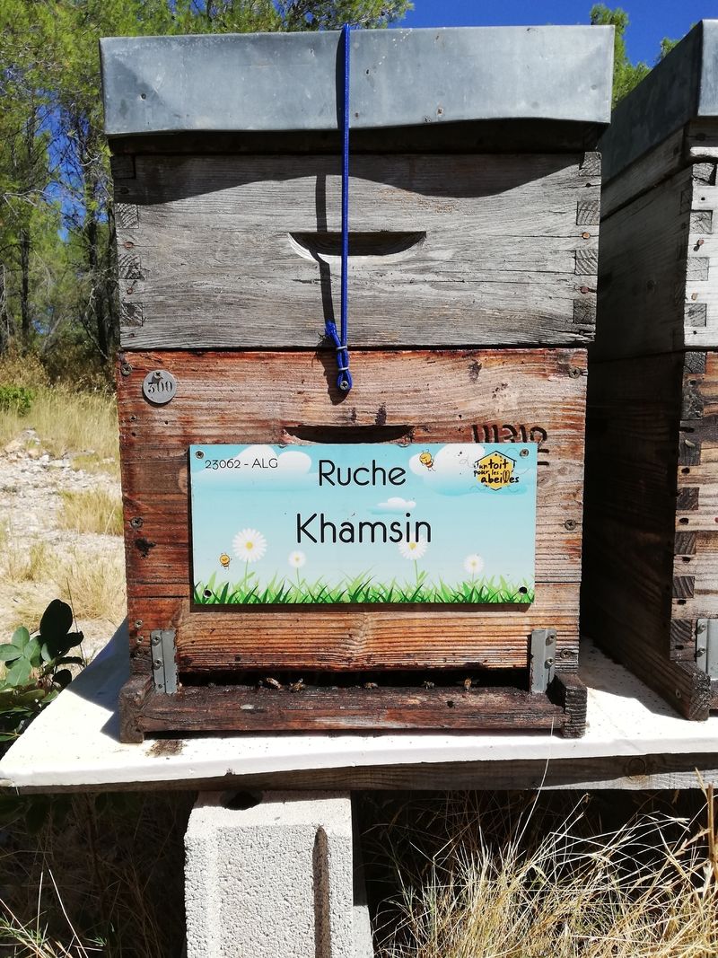 La ruche Khamsin