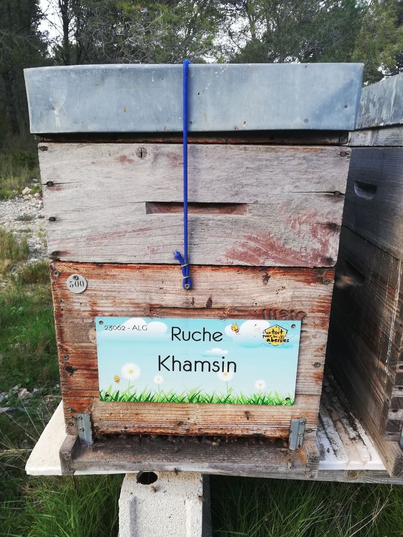 La ruche Khamsin