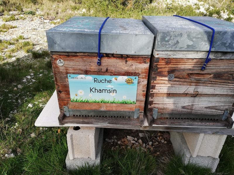 La ruche Khamsin