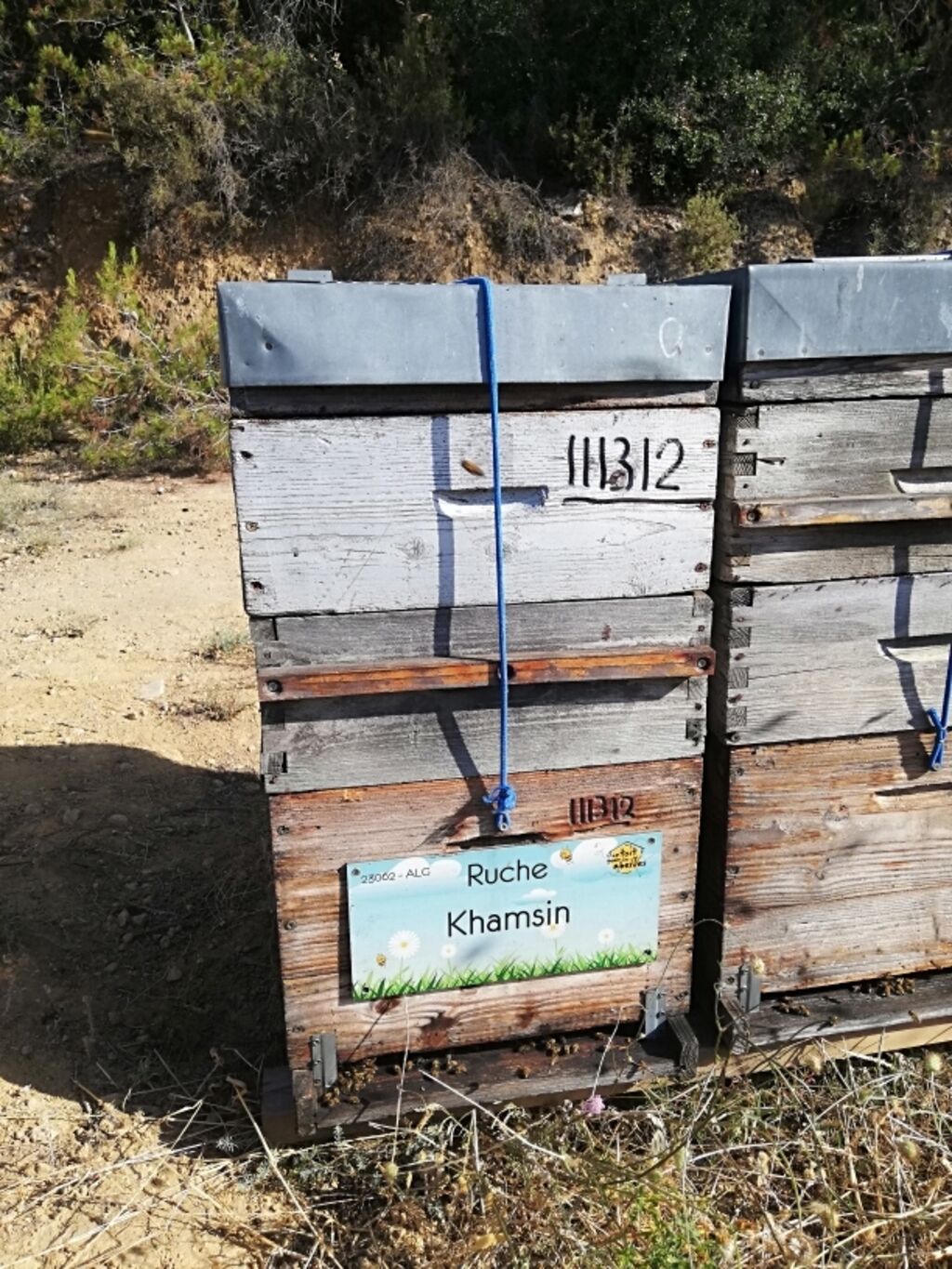La ruche Khamsin