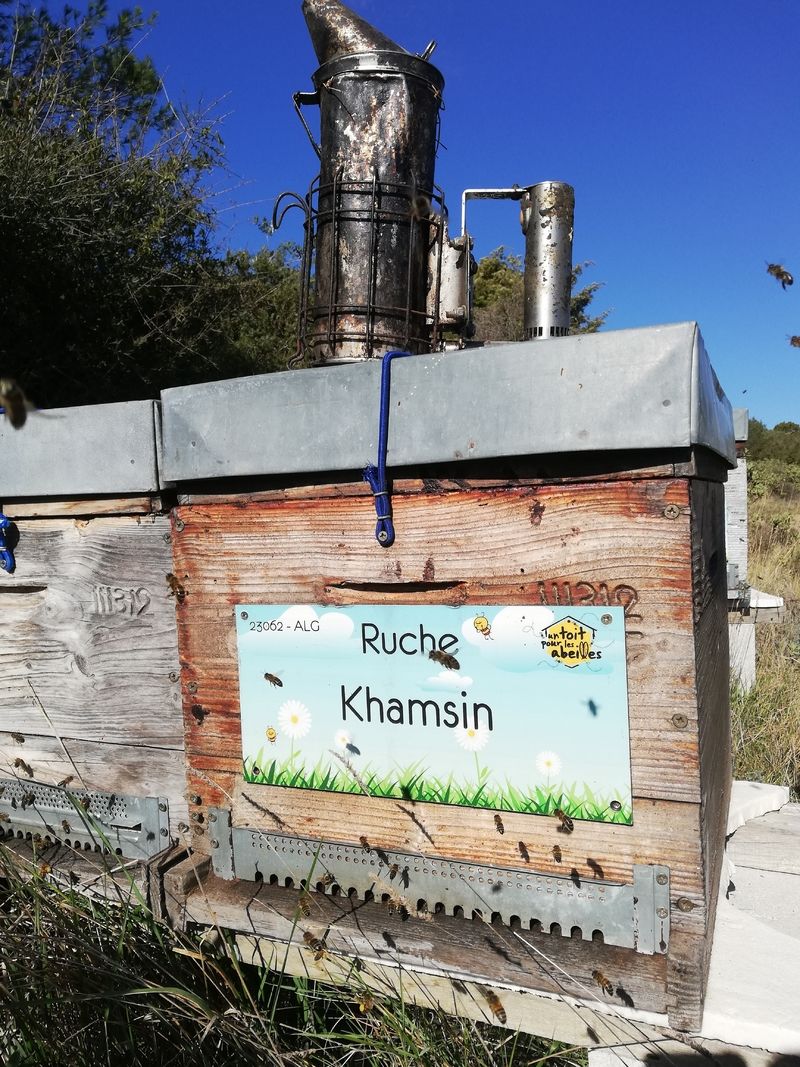 La ruche Khamsin