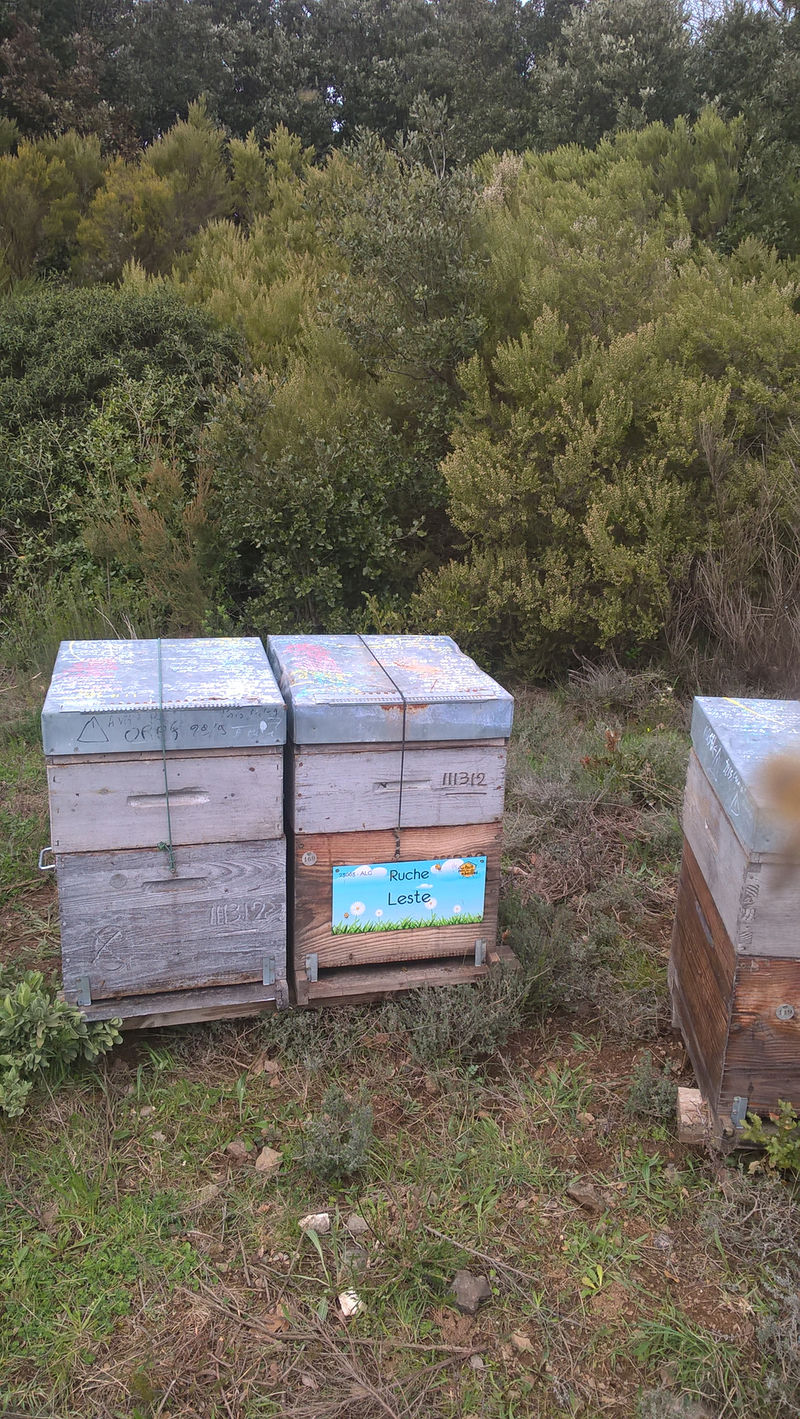 La ruche Leste