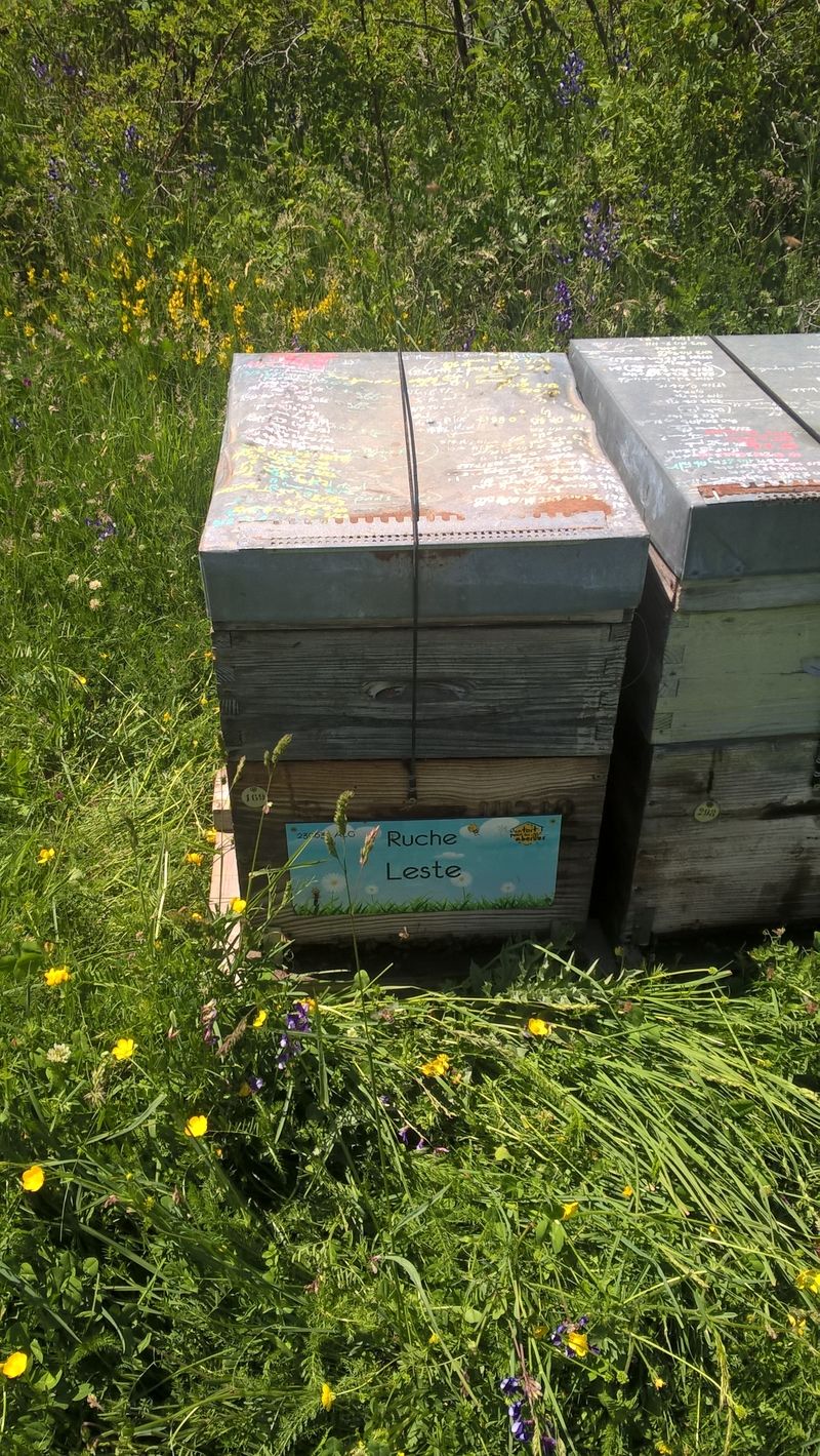 La ruche Leste