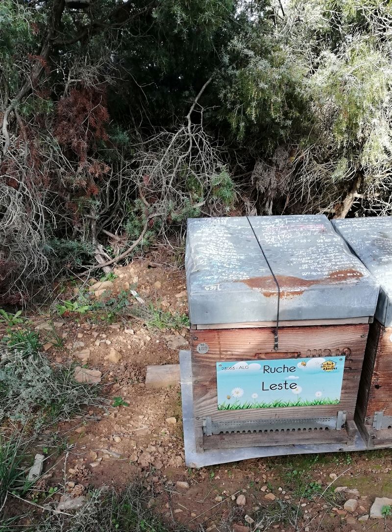 La ruche Leste