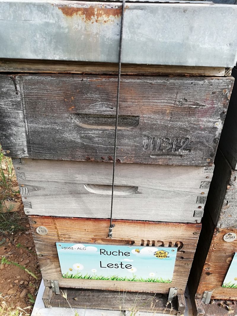 La ruche Leste