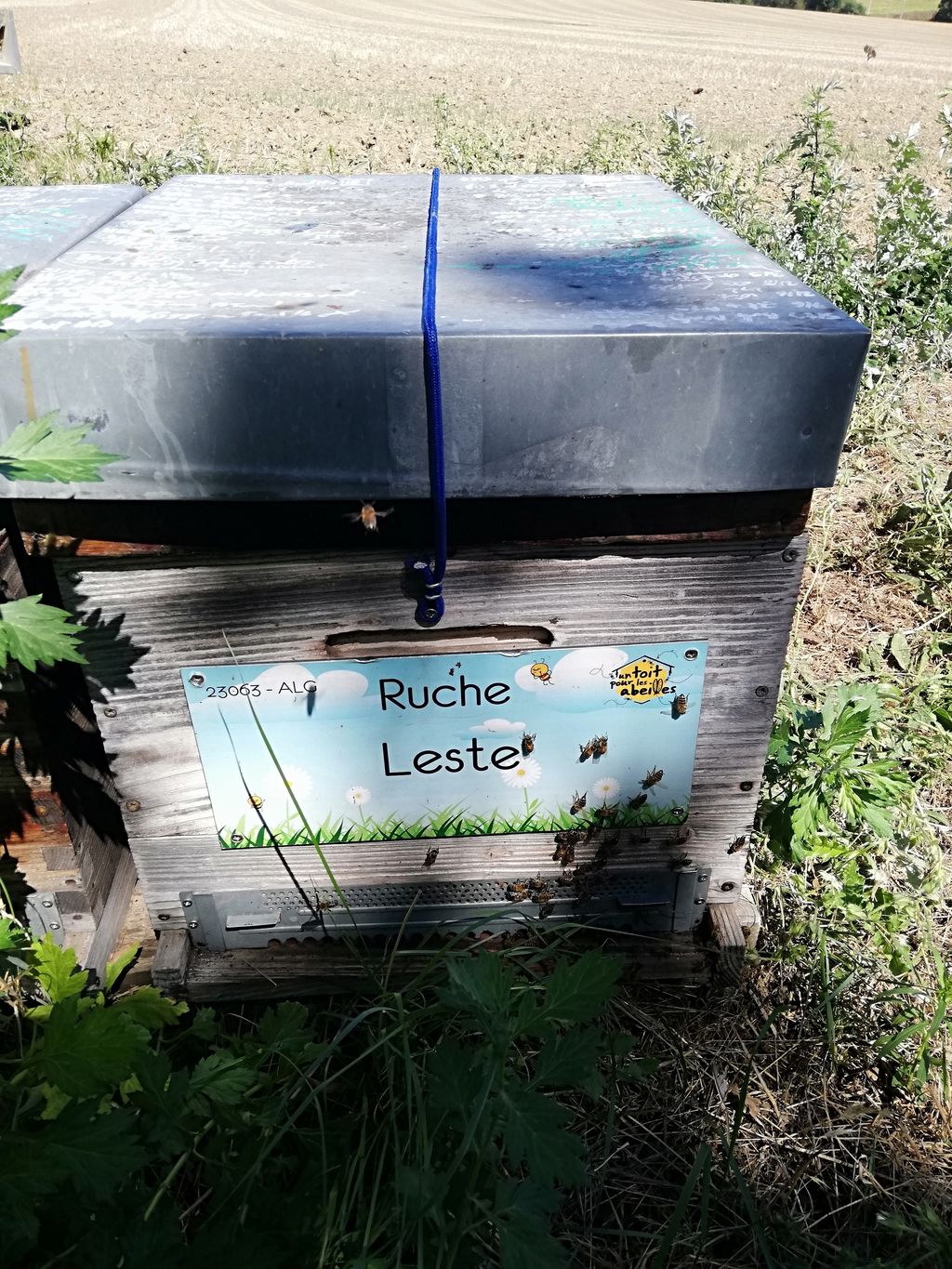 La ruche Leste