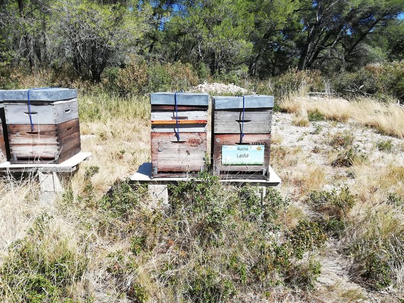La ruche Leste