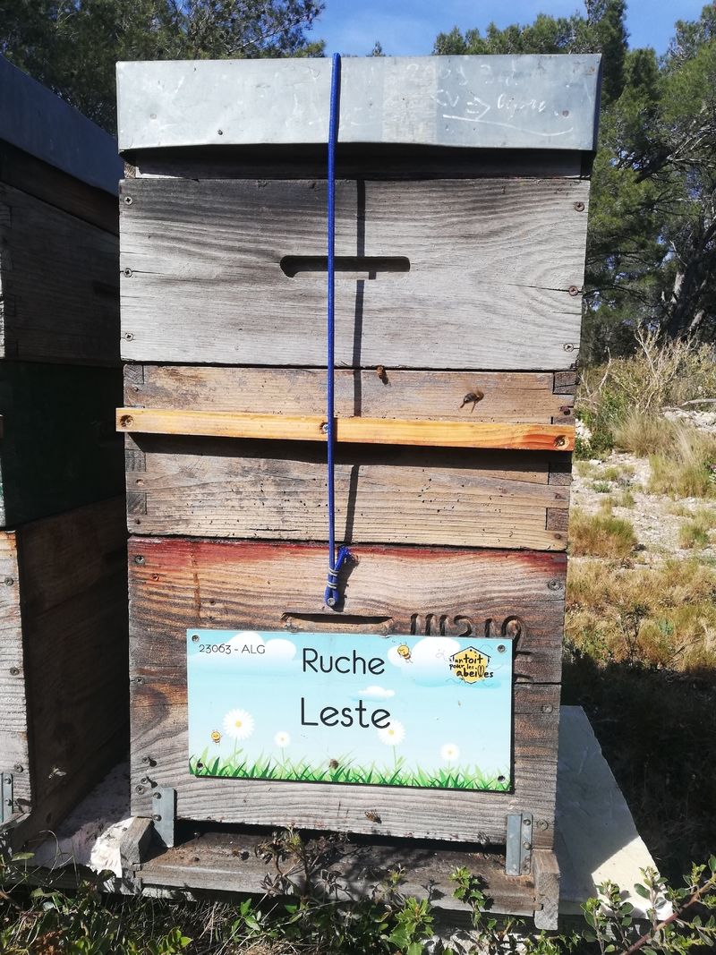 La ruche Leste