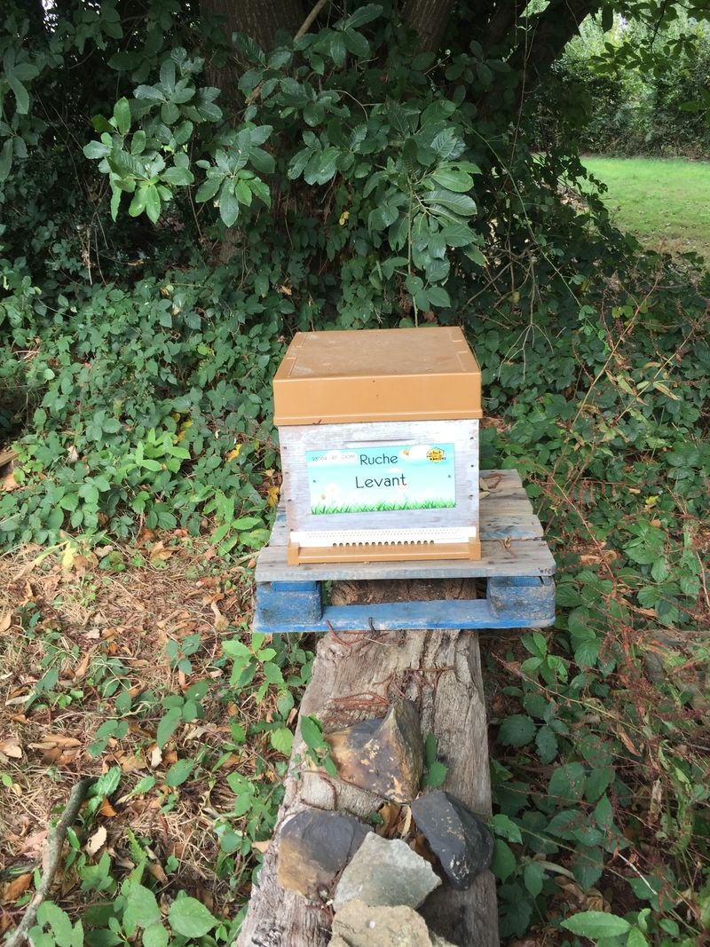 La ruche Levant