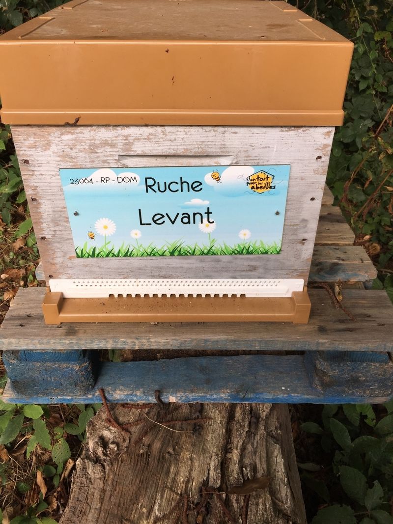 La ruche Levant